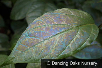 Shrubs ~ Calycanthus 'Aphrodite' PPAF, Sweet Shrub ~ Dancing Oaks Nursery and Gardens ~ Retail Nursery ~ Mail Order Nursery