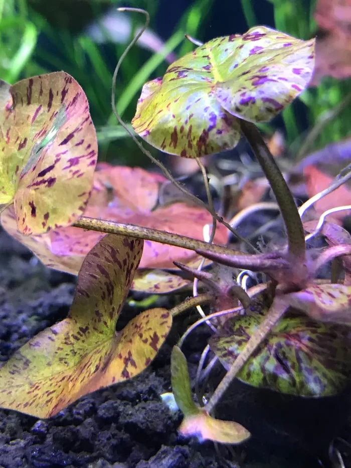 Red Tiger Lotus (Nymphaea zenkeri) with vibrant green and purple spotted leaves