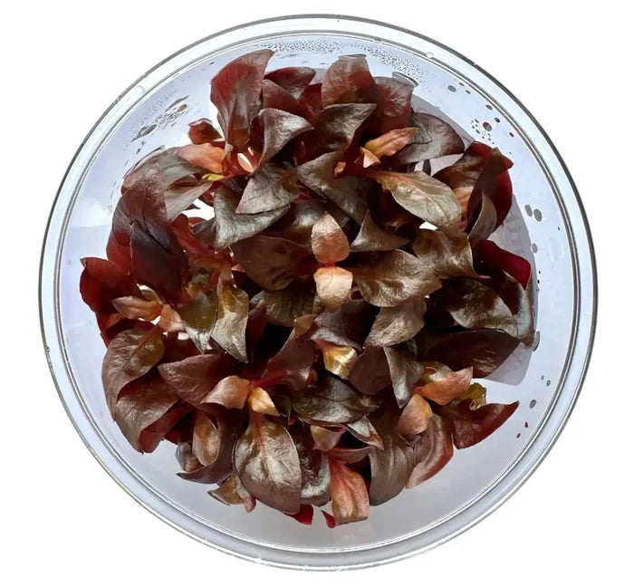Vibrant red and purple Alternanthera Reineckii Mini leaves in glass bowl