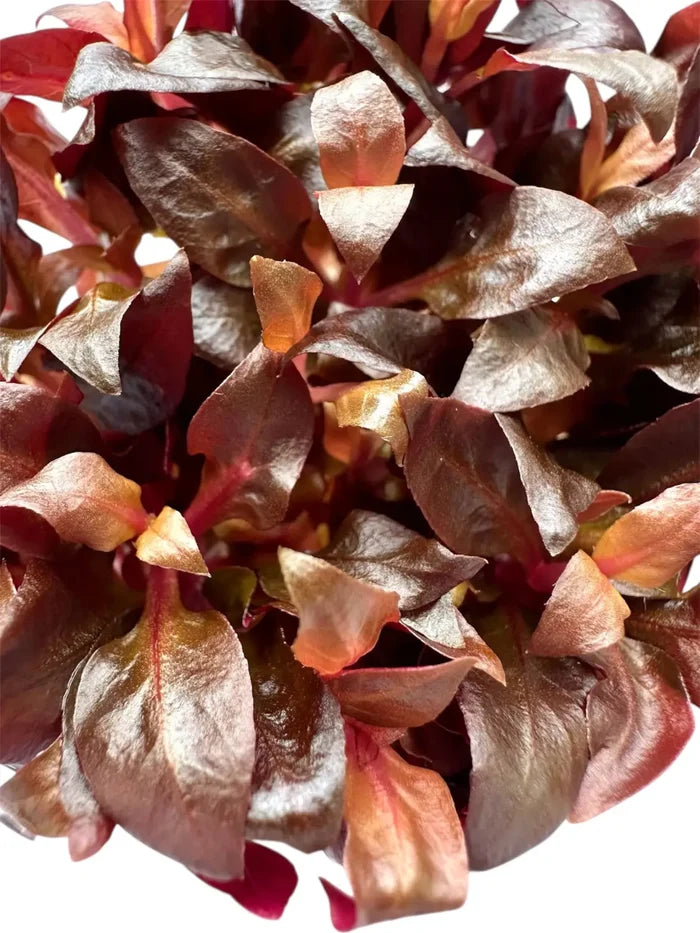 Alternanthera reineckii 'Mini' Tissue Culture — burgundy-copper leaf cluster