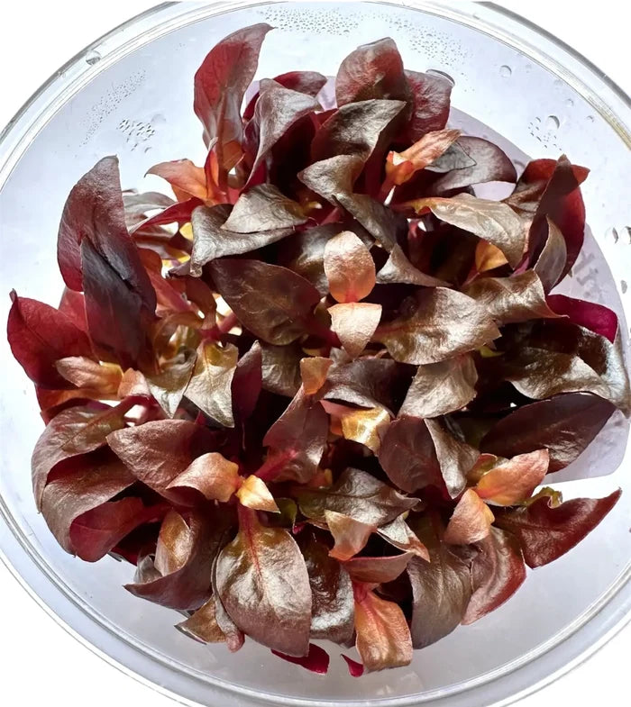 Alternanthera reineckii 'Mini' Tissue Culture — red copper-hued culture plant