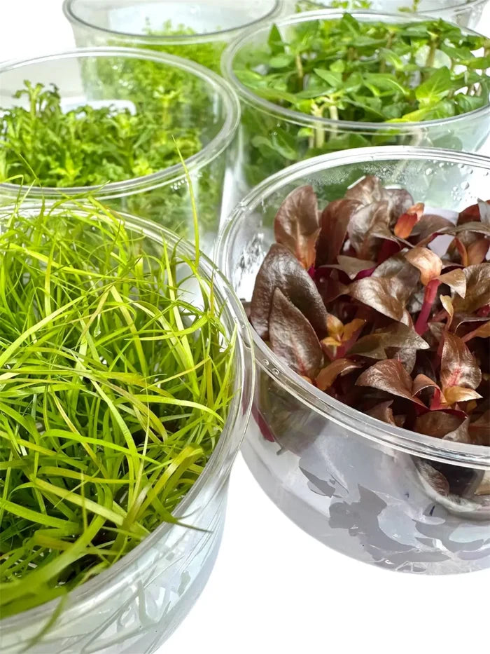 Clear glass bowls of vibrant green and red Alternanthera Reineckii Mini tissue culture