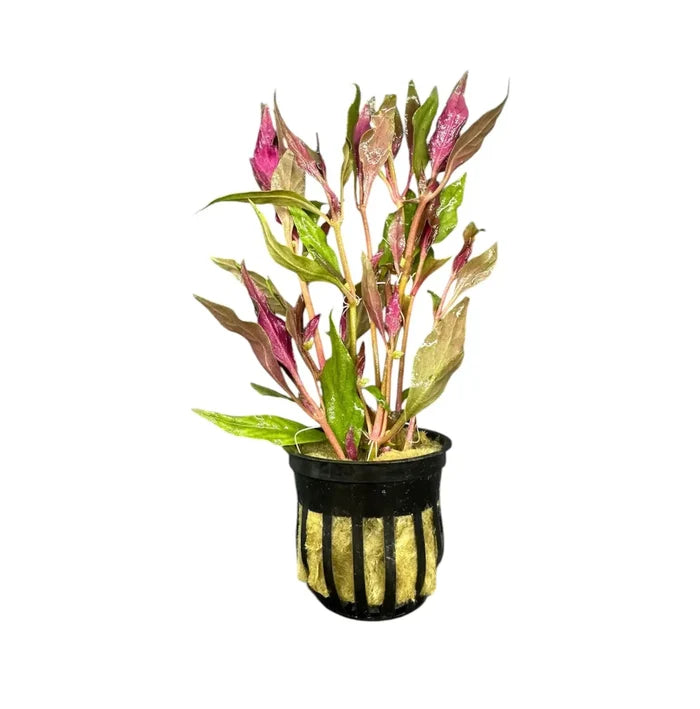 Alternanthera Reineckii pot with green and purple striped aquatic plant