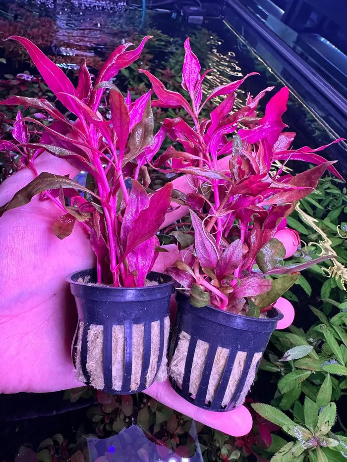 Red Alternanthera Reineckii in striped black pot for aquariums