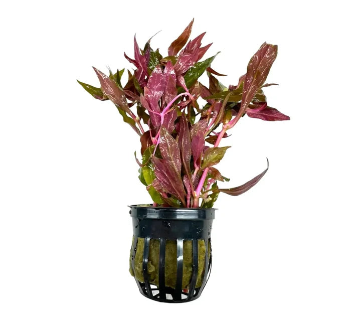 Purple Alternanthera Reineckii in black net pot with green stems