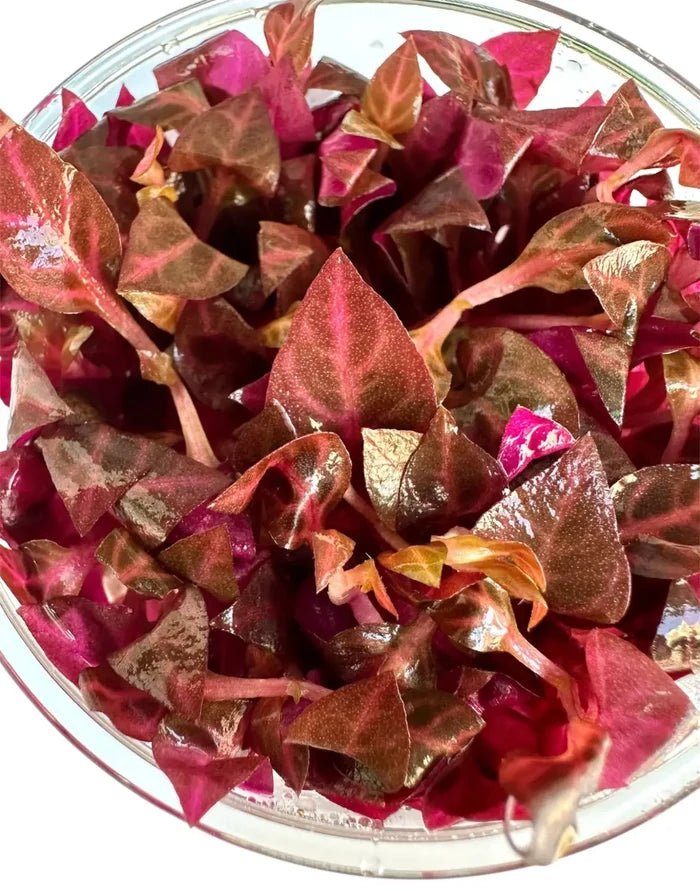 Alternanthera rosanervig tissue culture with vibrant red and purple variegated glossy leaves in a clear glass bowl