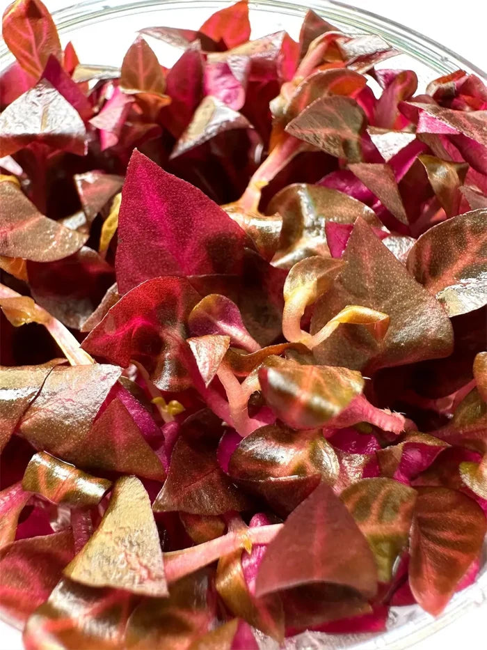Alternanthera rosanervig Tissue Culture — red-purple leaves in clear culture cup