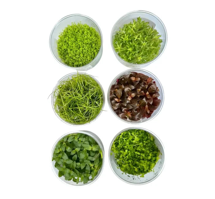 Six clear glass bowls with alternanthera rosanervig tissue culture aquatic plants in green and reddish hues
