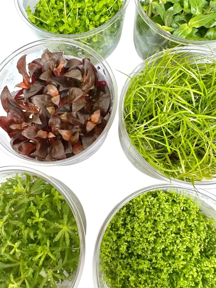 Clear glass bowls with vibrant green and deep red alternanthera rosanervig tissue culture aquatic plants
