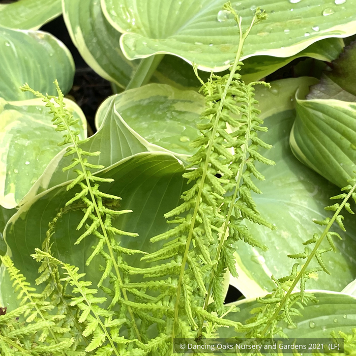 Ferns ~ Athyrium filix-femina 'Victoriae' ~ Dancing Oaks Nursery and Gardens ~ Retail Nursery ~ Mail Order Nursery