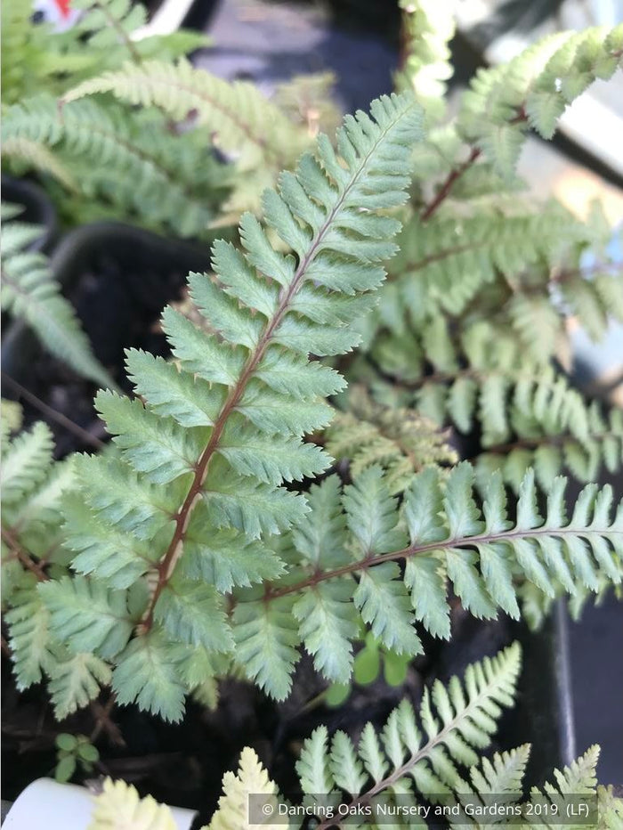Ferns ~ Athyrium niponicum 'Regal Red', Japanese Painted Fern ~ Dancing Oaks Nursery and Gardens ~ Retail Nursery ~ Mail Order Nursery
