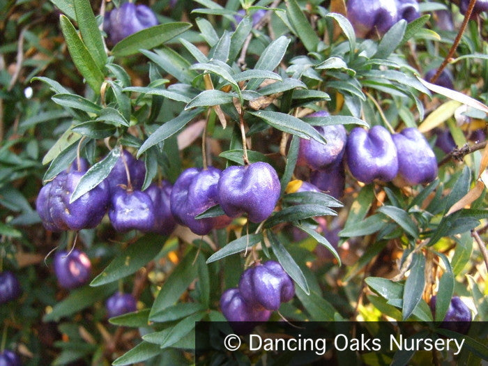 Vines ~ Billardiera longiflora Purple Form , Purple Apple Berry ~ Dancing Oaks Nursery and Gardens ~ Retail Nursery ~ Mail Order Nursery