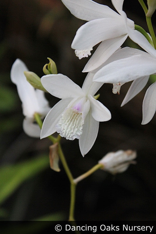 Perennials ~ Bletilla striata 'Innocence', Hardy Ground Orchid ~ Dancing Oaks Nursery and Gardens ~ Retail Nursery ~ Mail Order Nursery
