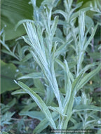Buddleia alternifolia 'Argentea', Silver Fountain Butterfly Bush