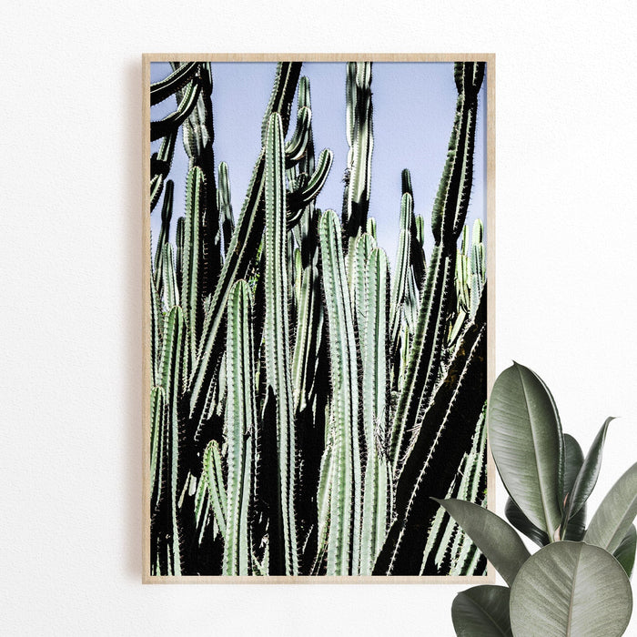 Cacti Photographic Giclèe Print