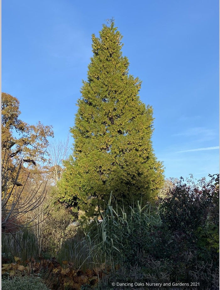 Trees ~ Calocedrus decurrens , California Incense Cedar ~ Dancing Oaks Nursery and Gardens ~ Retail Nursery ~ Mail Order Nursery