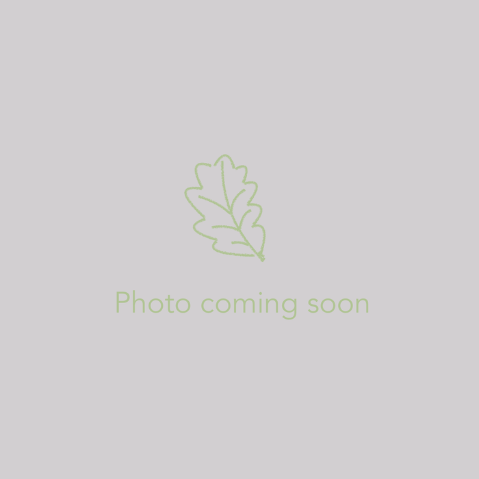 Shrubs ~ Calycanthus occidentalis, Western Sweetshrub ~ Dancing Oaks Nursery and Gardens ~ Retail Nursery ~ Mail Order Nursery