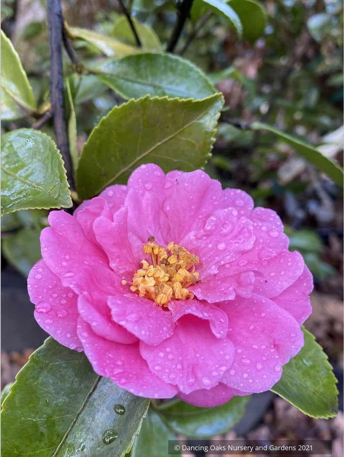 Camellia 'Winter's Joy'