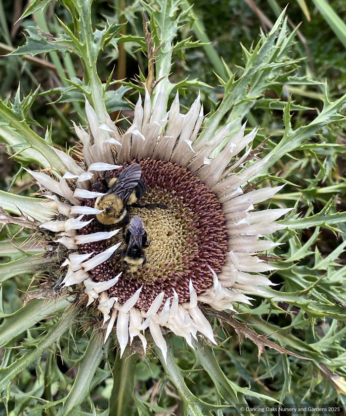 Perennials ~ Carlina acaulis var caulescens, Weather Thistle ~ Dancing Oaks Nursery and Gardens ~ Retail Nursery ~ Mail Order Nursery