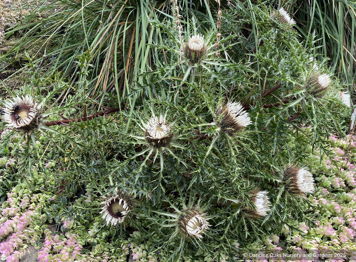 Perennials ~ Carlina acaulis var caulescens, Weather Thistle ~ Dancing Oaks Nursery and Gardens ~ Retail Nursery ~ Mail Order Nursery