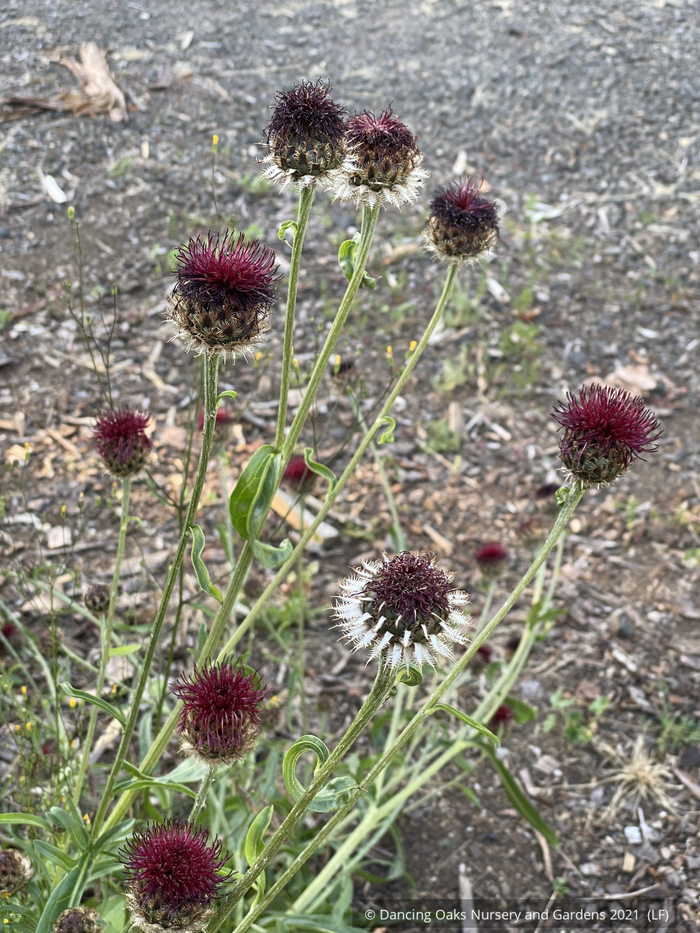 Centaurea atropurpurea, Red Knapweed