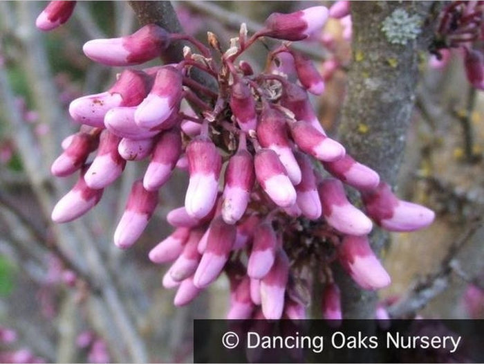 Trees ~ Cercis occidentalis, Western Redbud ~ Dancing Oaks Nursery and Gardens ~ Retail Nursery ~ Mail Order Nursery