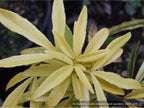 Shrubs ~ Choisya 'Goldfingers', Mexican Orange ~ Dancing Oaks Nursery and Gardens ~ Retail Nursery ~ Mail Order Nursery