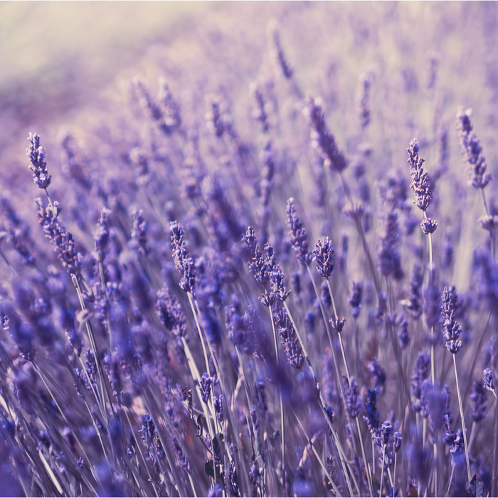 Close-up of blooming lavender flowers in a field, evoking natural and calming skincare elements for Cleansing Body Wash | Privai.