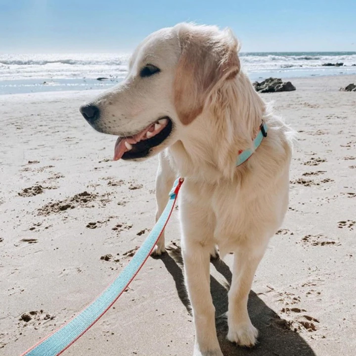 AQUA-CORAL-BAMBOO-DOG-COLLAR-LEASH