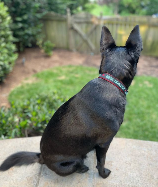 BEST-DOG-EVER-DOG-COLLAR