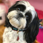 BEST-DOG-EVER-DOG-COLLAR-LEASH-HARNESS