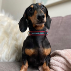 BEST-DOG-EVER-DOG-COLLAR-LEASH-HARNESS
