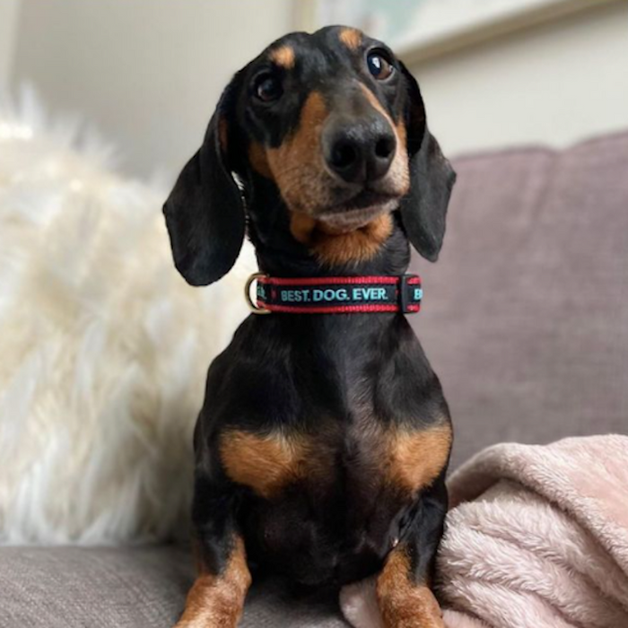 BEST-DOG-EVER-DOG-COLLAR-LEASH-HARNESS