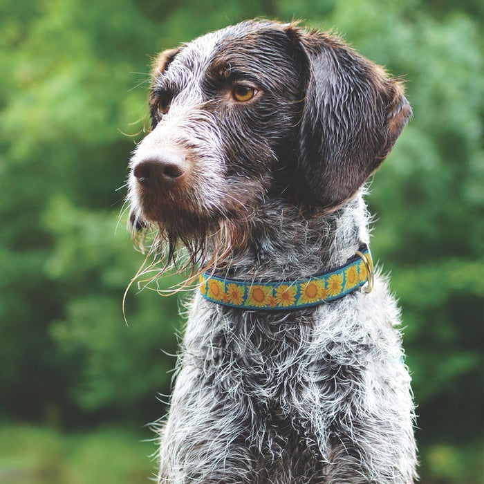 BRIGHT-SUNFLOWER-DOG-COLLAR-LEASH-HARNESS