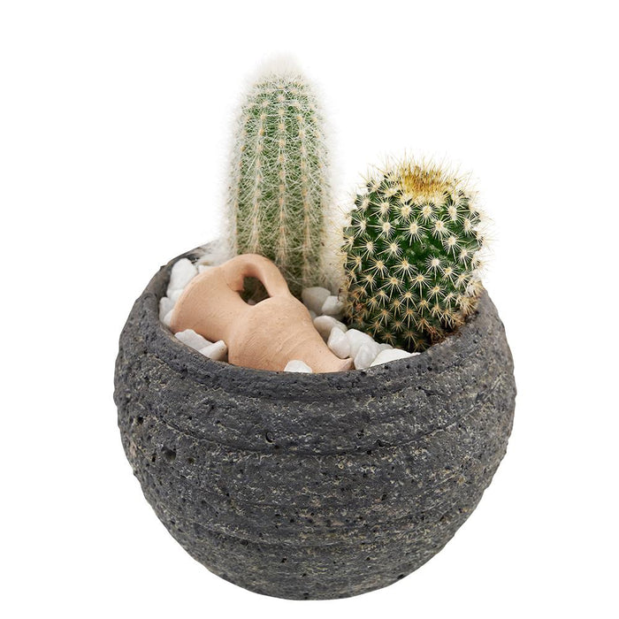 Decorative Pair of Cacti Plant in Rustic Stone Planter – the plant