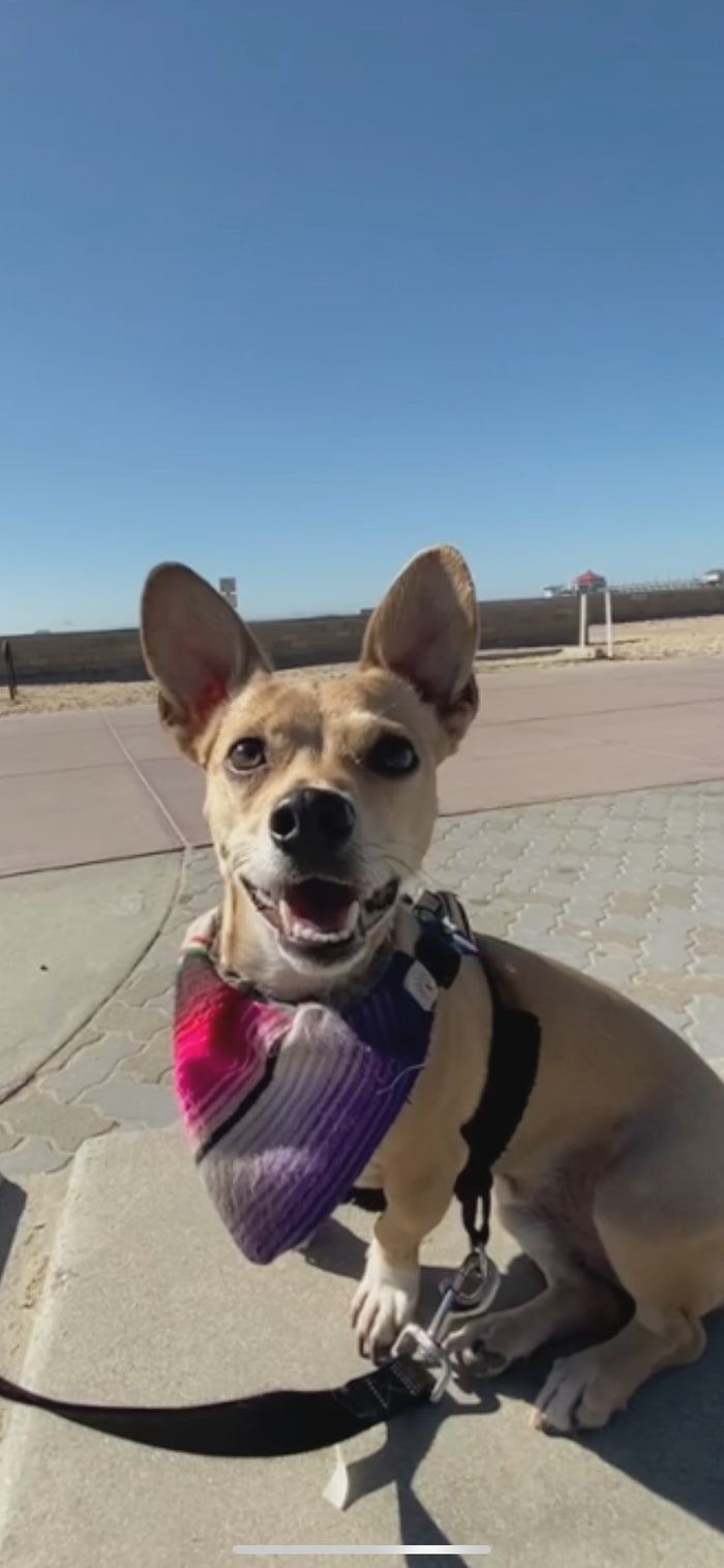 Dog Bandanas
