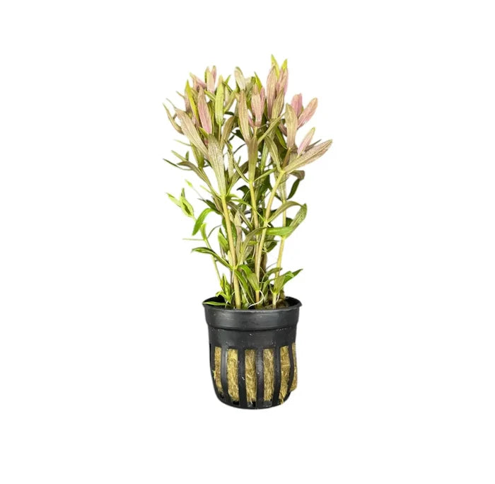 Limnophila Hippuridoides green aquatic plant in black mesh pot