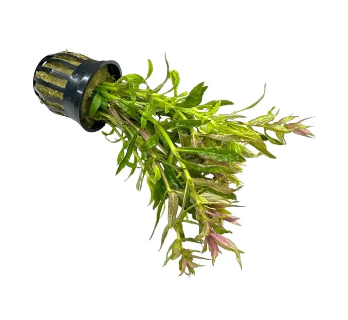 Black plastic Limnophila Hippuridoides pot with green aquatic plants