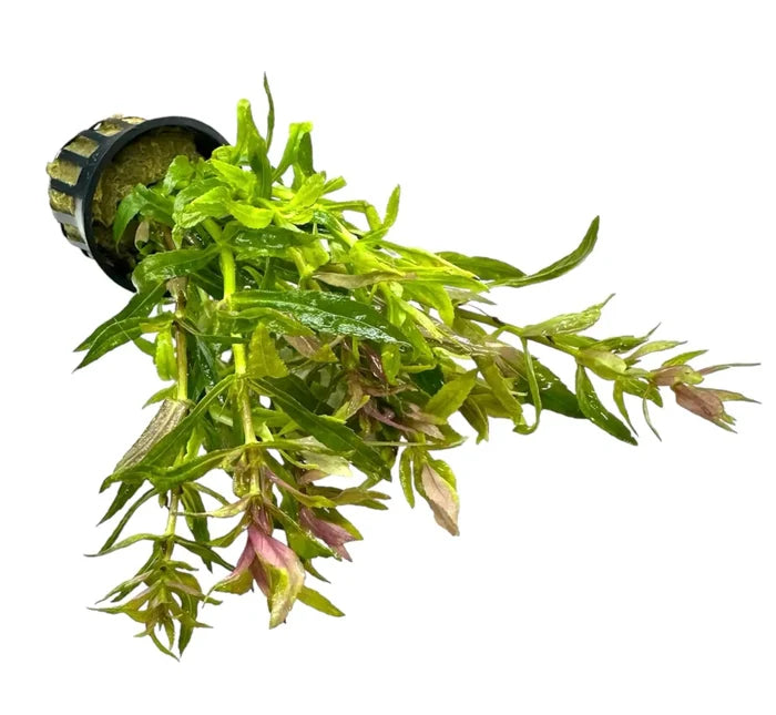 Limnophila Hippuridoides green aquatic plant in black pot with white stripes