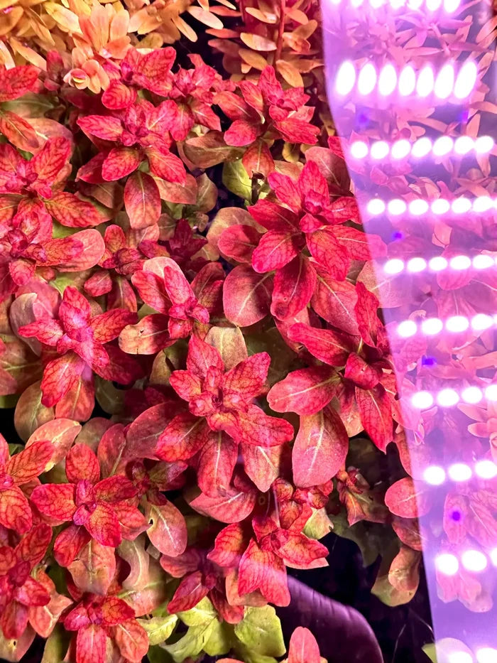 Ludwigia senegalensis 'Guinea' — live aquarium stem plant under purple lighting