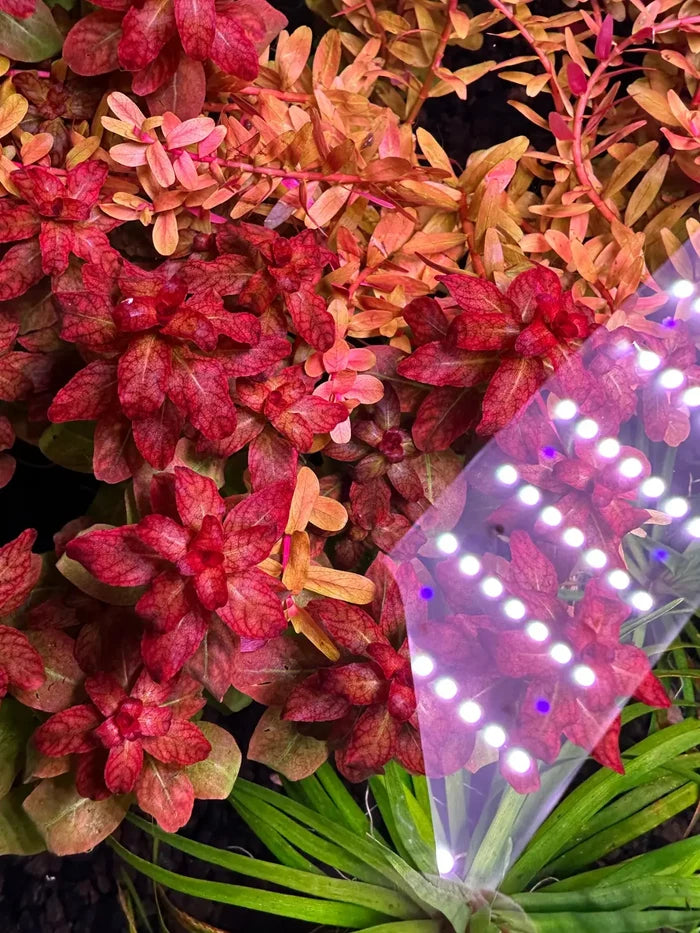 Ludwigia senegalensis 'Guinea' — live aquarium stem plant under white lighting