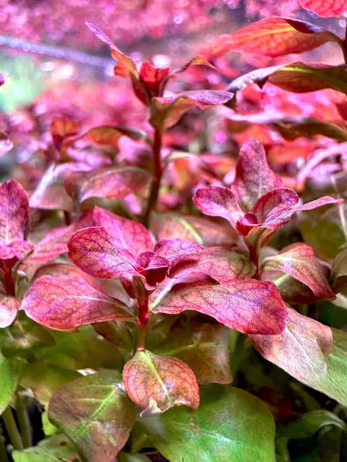 Ludwigia Senegalensis Guinea red green variegated aquatic plant