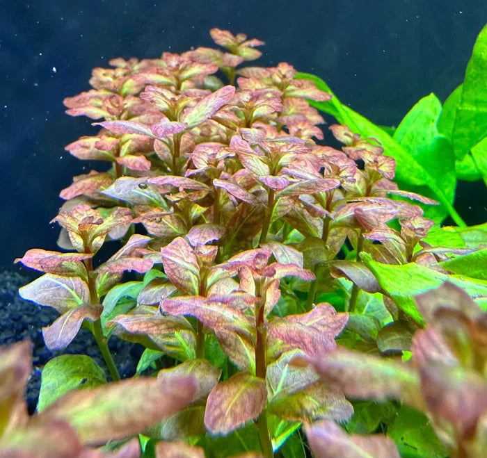Ludwigia Senegalensis Guinea rose-colored aquatic plant with green leaves