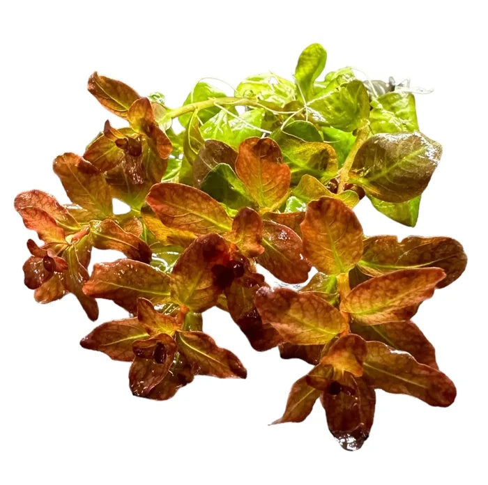 Ludwigia Senegalensis Guinea brown green aquatic plant with water droplets