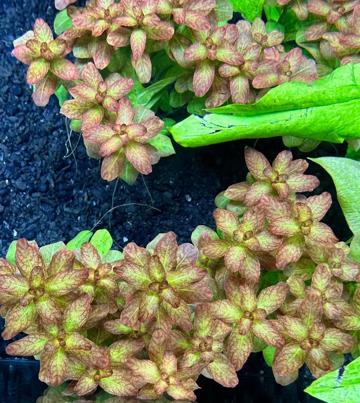Ludwigia senegalensis 'Guinea' — live potted aquarium plant, terracotta-toned leaves