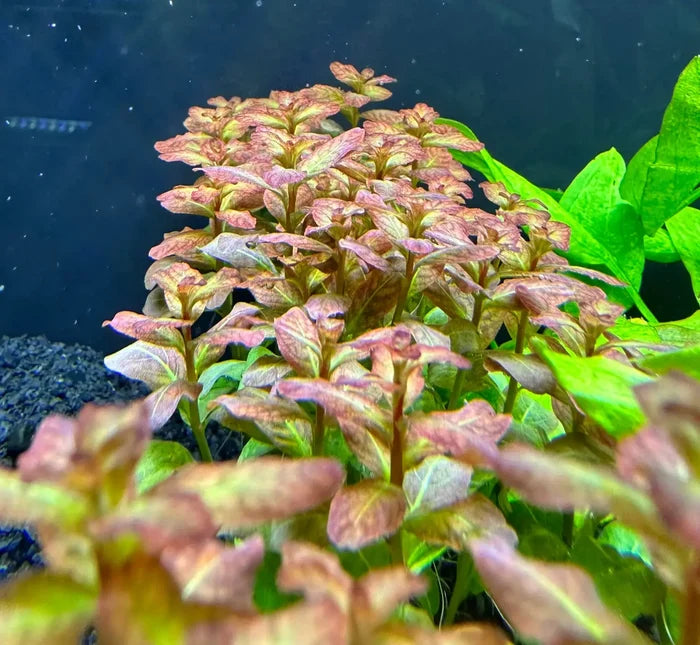 Ludwigia Senegalensis Guinea red green serrated aquatic plant