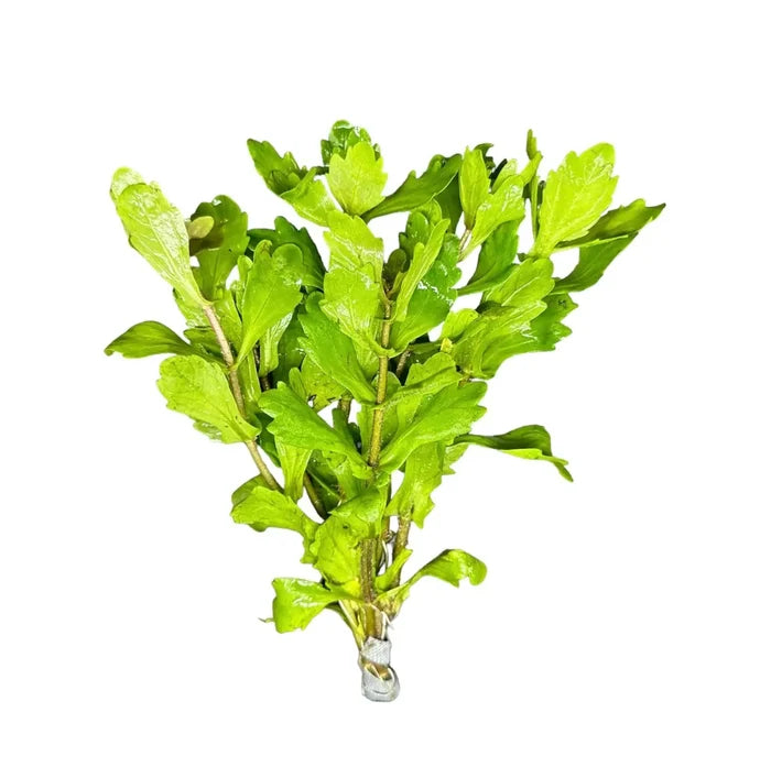 Mexican Oak Leaf Shinnersia rivularis green aquatic plant for aquariums
