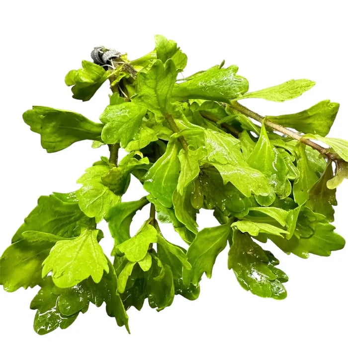 Fresh Mexican Oak Leaf branch with green leaves and water droplets