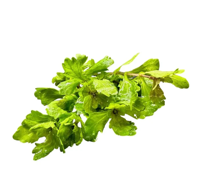 Mexican Oak Leaf (Shinnersia rivularis) — live aquarium stem plant bundle