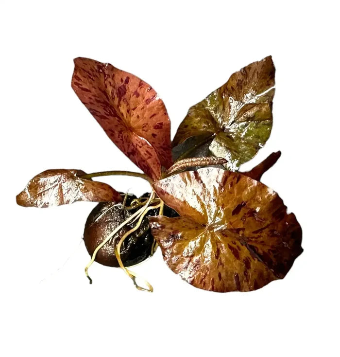 Red Tiger Lotus (Nymphaea zenkeri) with vibrant red and green glossy leaves